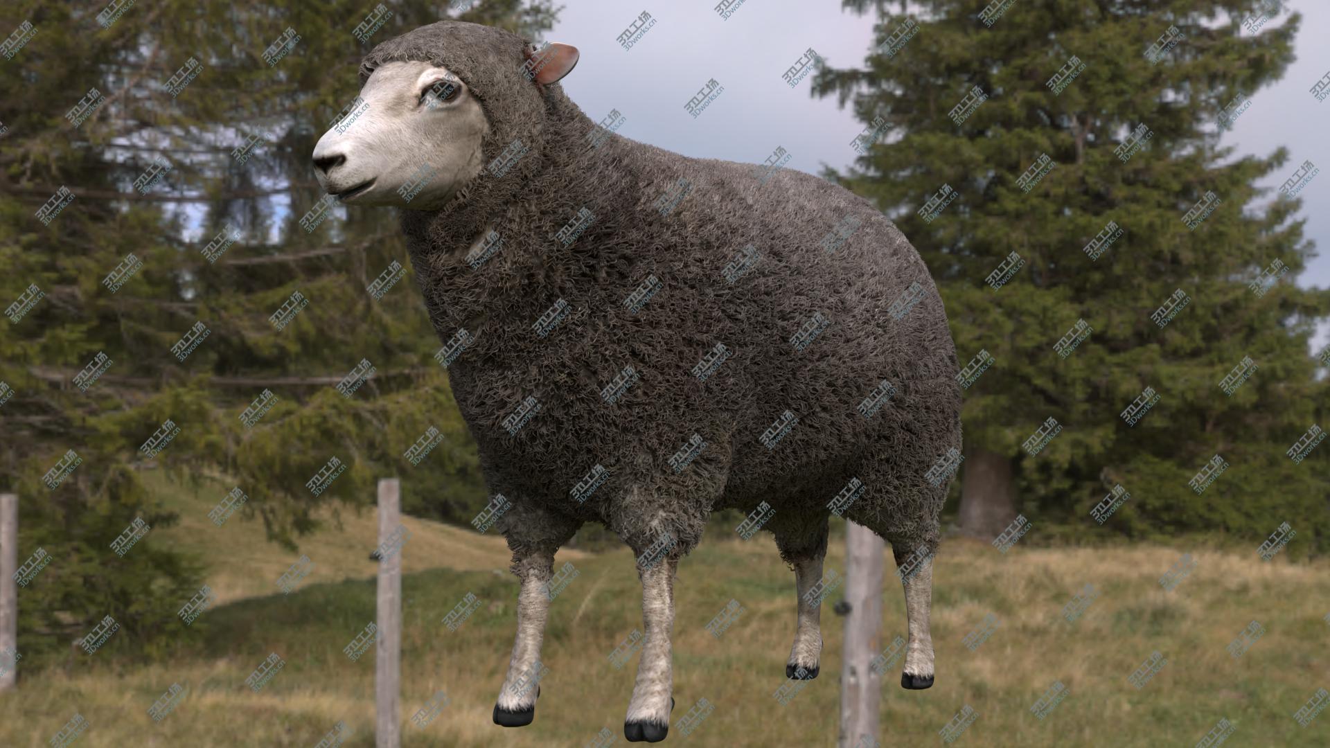 images/goods_img/202104091/Merino Sheep model/1.jpg